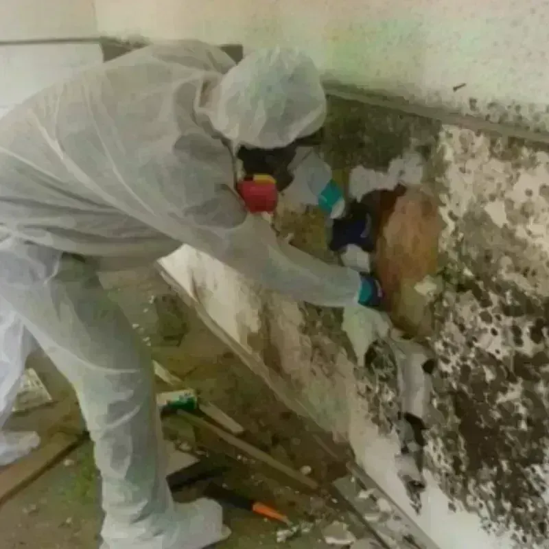 Mold Remediation and Removal in Cartersville, GA